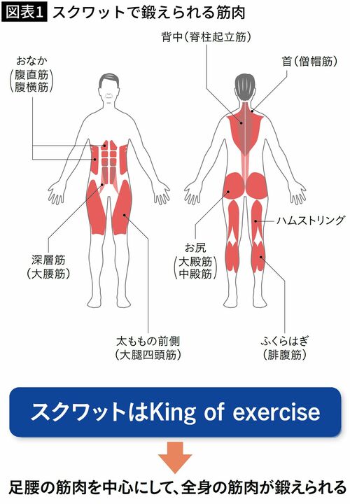 【図表1】スクワットで鍛えられる筋肉