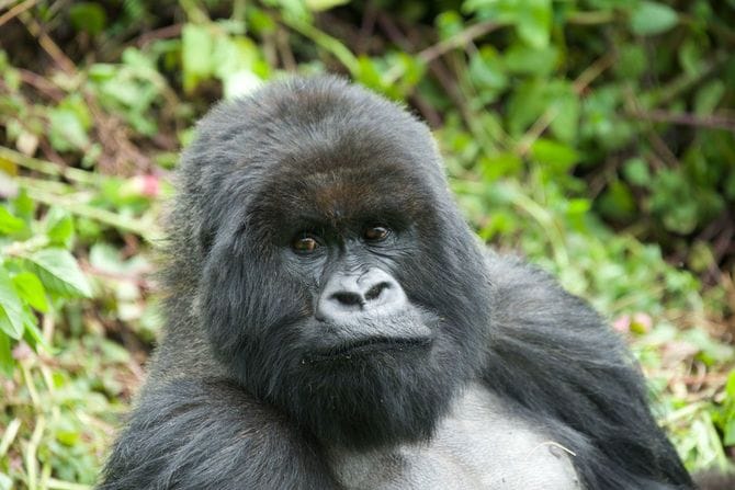 4時間の間に14回交尾を行ったイサブクルというオスゴリラの写真