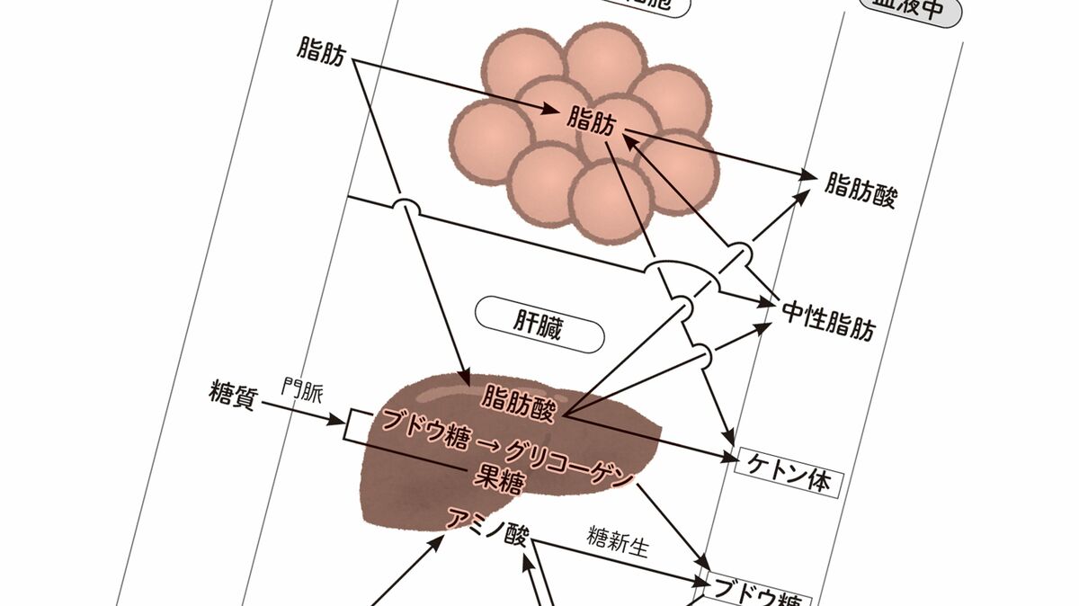 脳 の エネルギー 源 ケトン 体