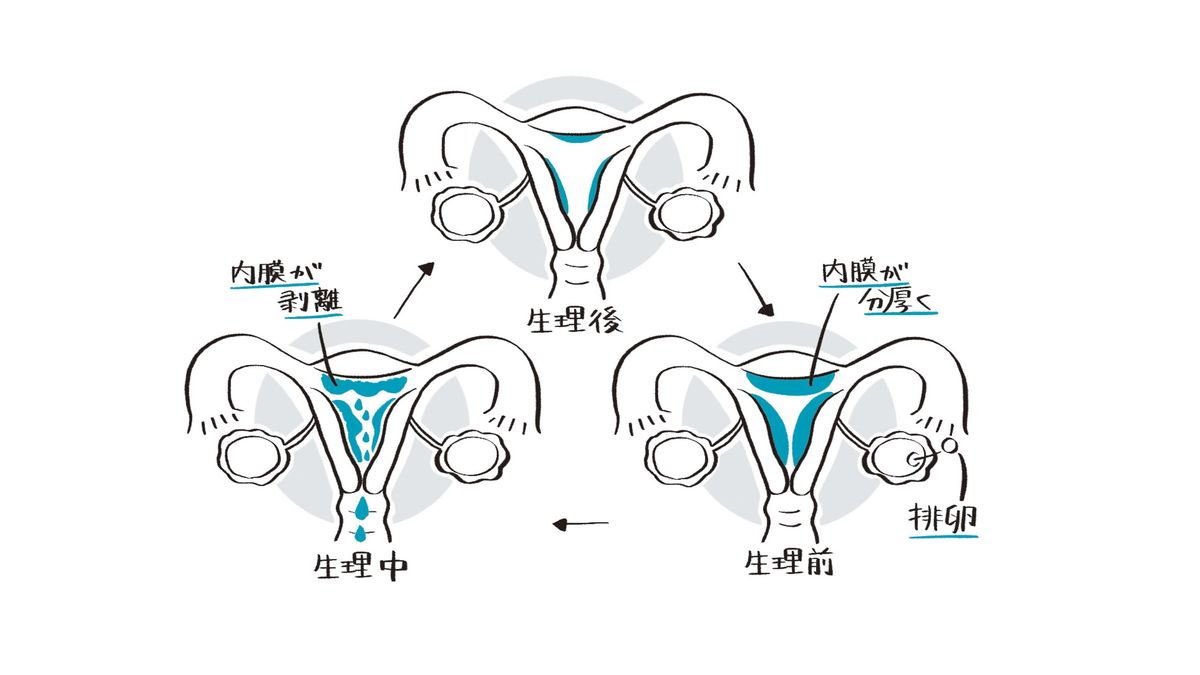 シオリーヌが解説｢男も女も知っておきたい｣生理と低用量ピルの話 女性