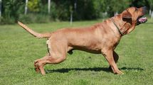 愛犬の脱走が｢5433万円の損害賠償｣に変わる…老後資金が一発で吹き飛んだ70代飼い主の｢致命的ミス｣