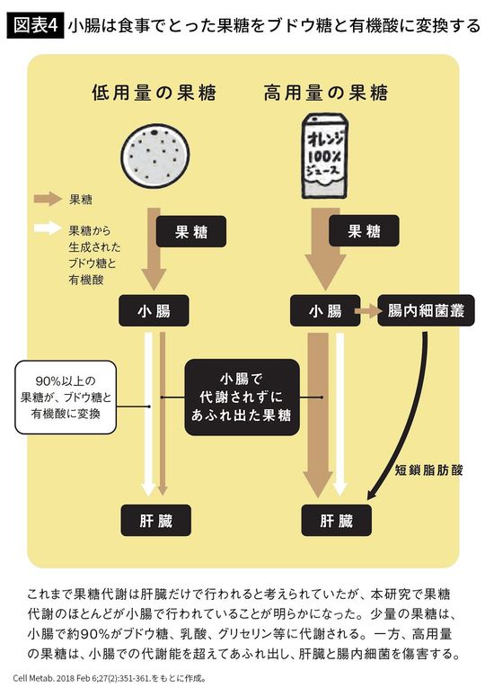 【図表4】小腸は食事でとった果糖をブドウ糖と有機酸に変換する