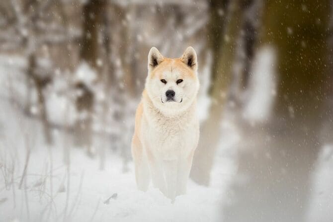 秋田犬
