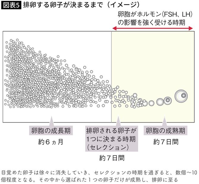 【図表】排卵する卵子が決まるまで（イメージ）