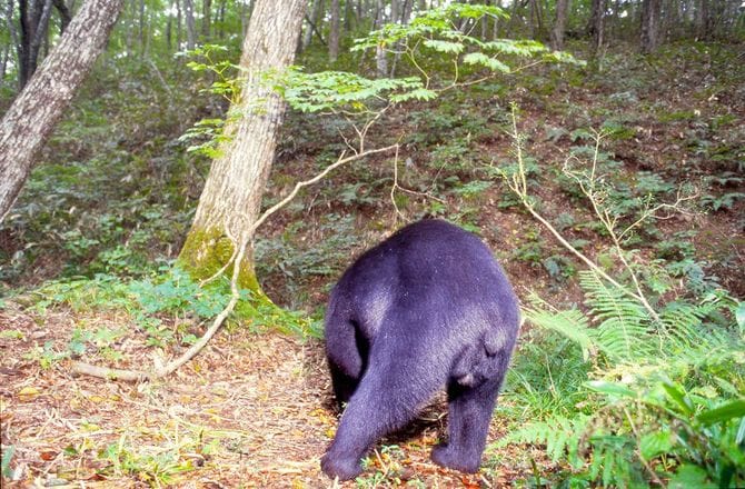 メスグマの外性器