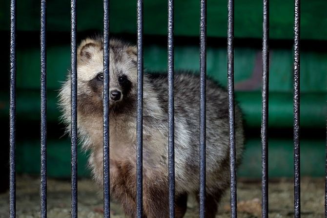 毛皮用に1頭ずつ狭い檻で飼育されるタヌキ