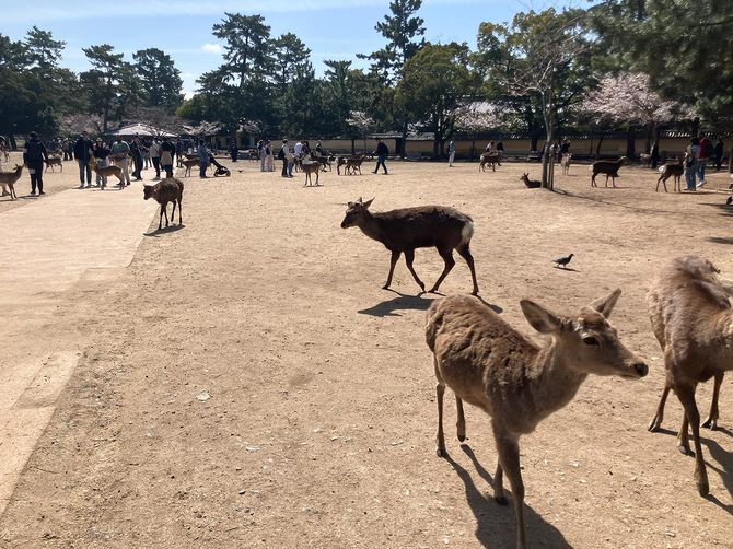 増える奈良公園のシカ