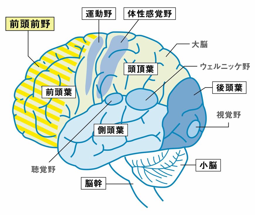 人間の脳の構造