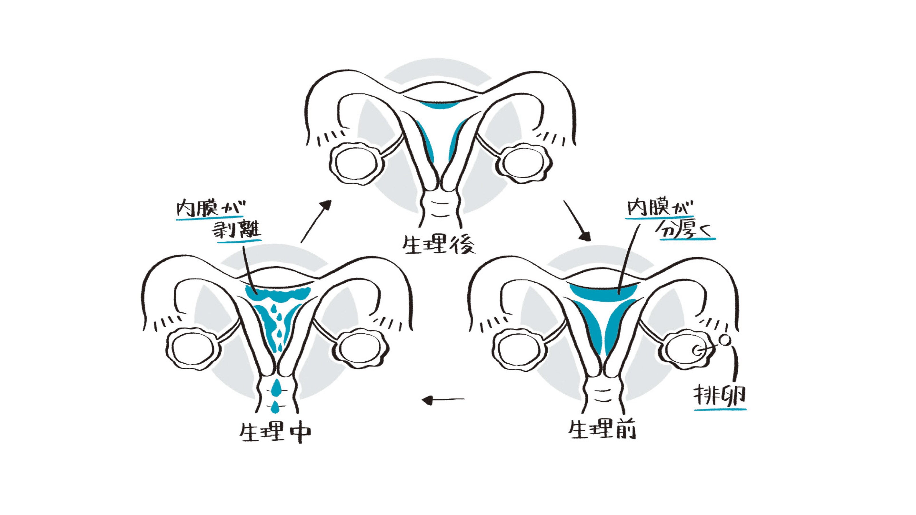シオリーヌが解説 男も女も知っておきたい 生理と低用量ピルの話 女性も知っているようで知らない President Online プレジデントオンライン