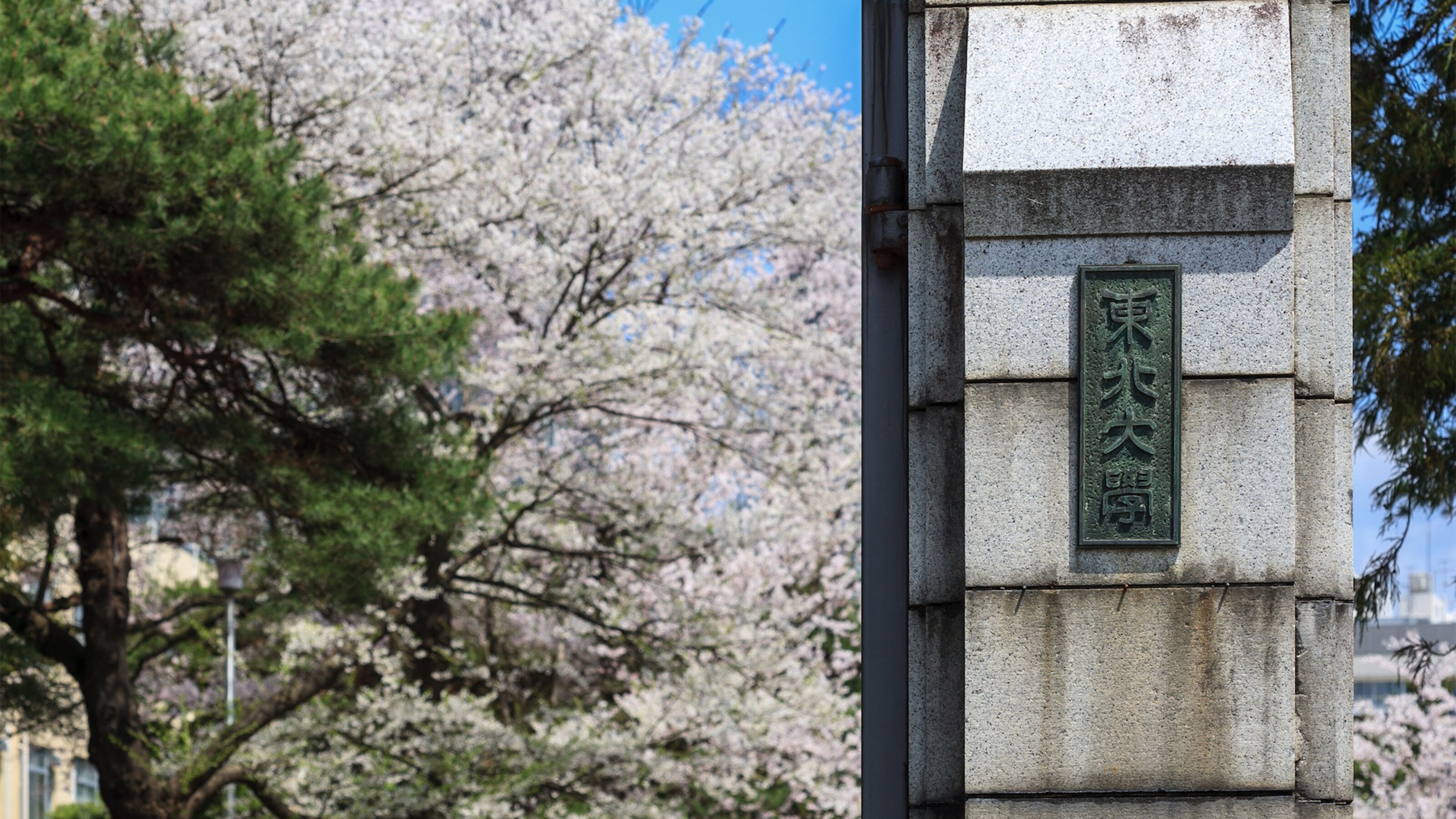 東北大学AOⅡ（2023年度入試/令和5年度入試）合格発表 倍率は