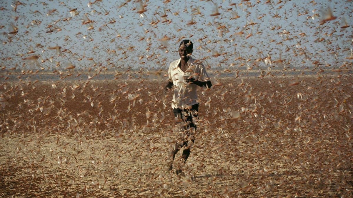 コロナ禍の次に世界を襲う 4畳半に4万超のバッタ の恐怖 世界飢餓が目前 蝗害 の深刻度 2ページ目 President Online プレジデントオンライン