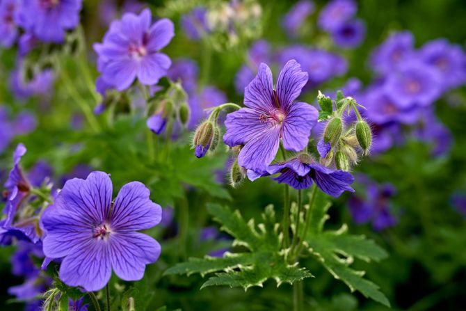 紫色の野花