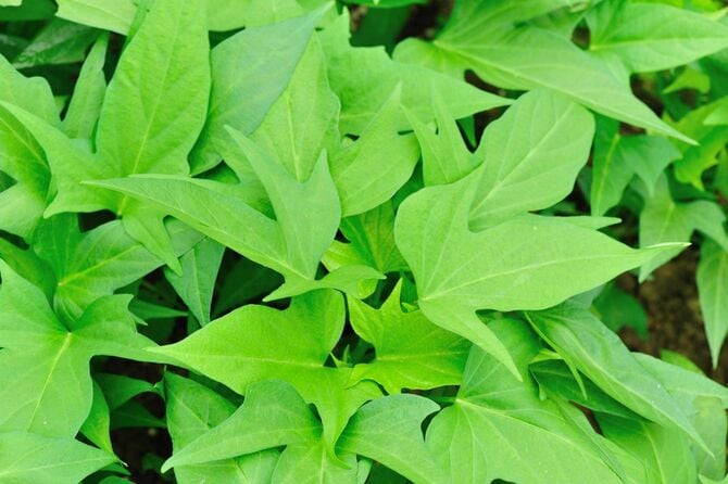 サツマイモの葉