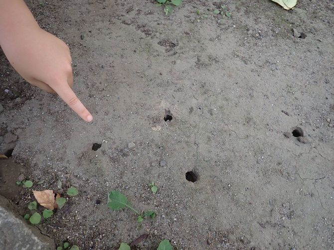 地面の「穴」は、セミの幼虫が通った痕跡だ。この穴にくちばしをつっこんで、いち早くゲットするカラスもいる。