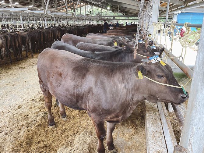 月1回開かれる子牛のセリ。全国各地の肥育農家が買い付けに参加する。昨年4月はコロナの影響で5年前の水準まで取引価格が下落していた。＝4月19日、宮古島市・宮古家畜市場