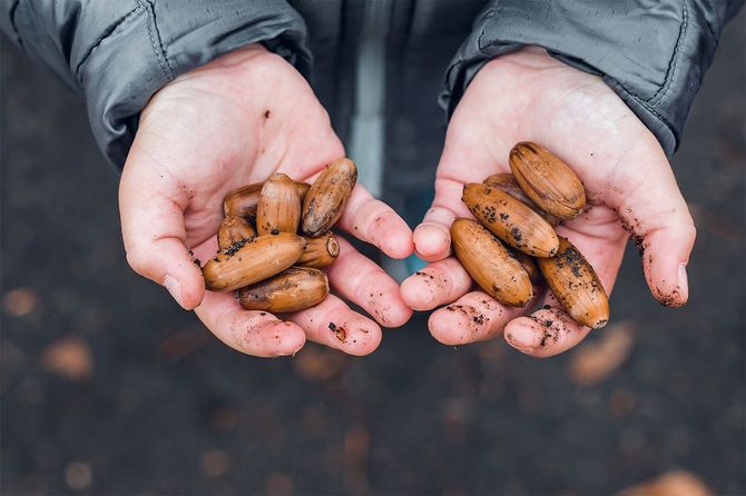 ドングリでいっぱいの子どもの手
