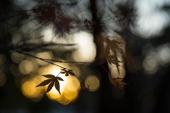 冬の夕暮れの紅葉