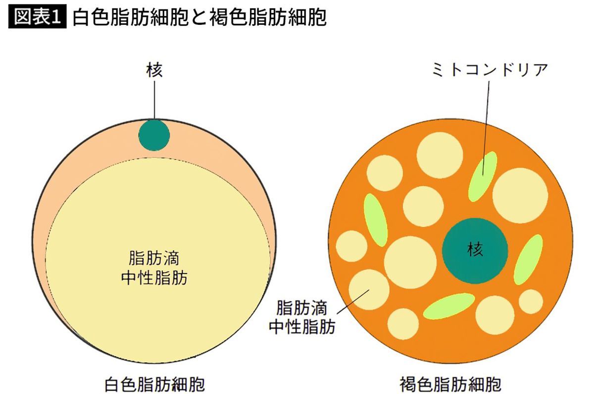 【図表1】白色脂肪細胞と褐色脂肪細胞