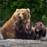 野生の子熊をペットとして飼っていたロシア人 セール 骨にだけになって発見される