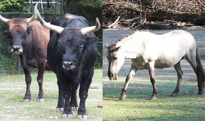 オーロックスとターパンの写真