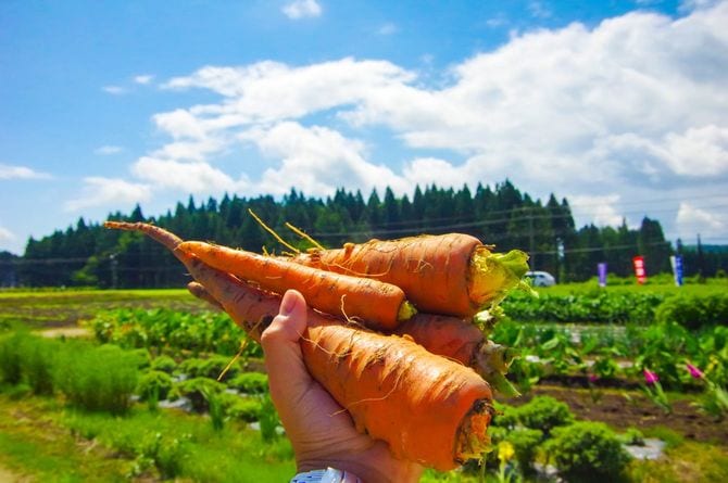 収穫されたニンジン