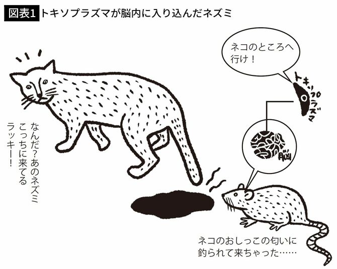 【図表1】トキソプラズマが脳内に入り込んだネズミ