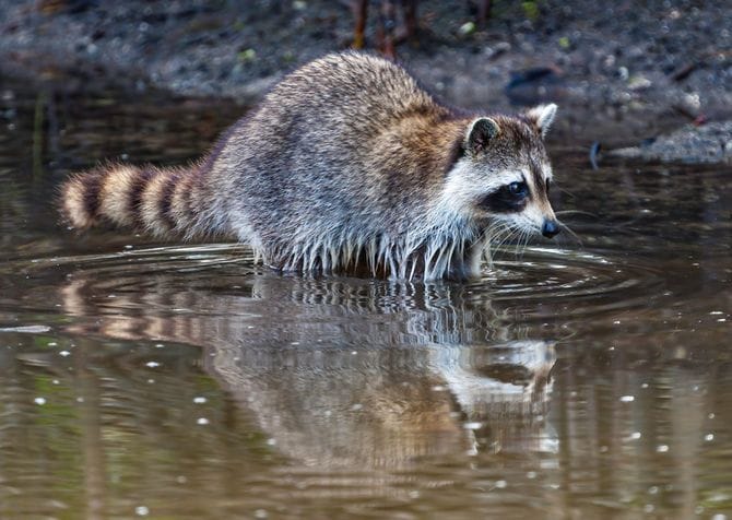 水辺のアライグマ