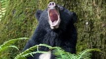 クマの冬眠穴をこっそり覗いたら…クマ研究者が｢思い出すたびにゾッとする｣という軽率すぎた行動