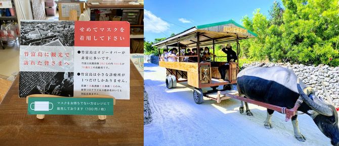 竹富島名物の牛車も、猛暑であろうとマスク着用が義務付けられている