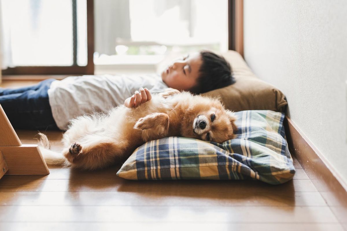 男の子と添い寝しているチワワ