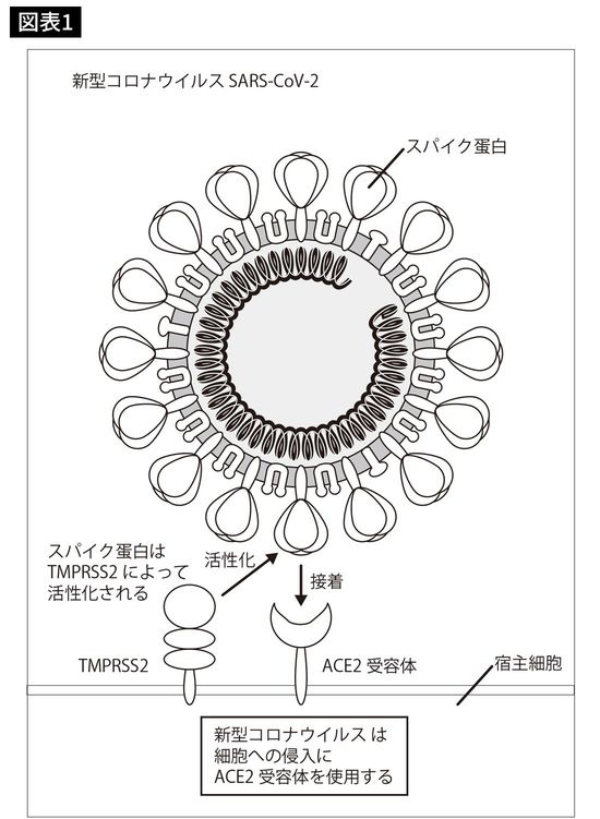 新型コロナウイルス SARS-CoV-2
