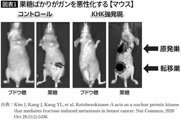 【図表1】果糖ばかりがガンを悪性化する【マウス】