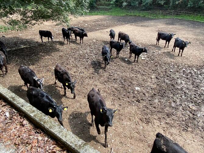 元気で好奇心旺盛な長崎牧場の牛たち