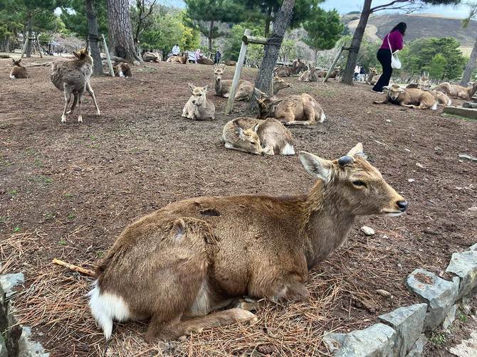 年々増加し、シカの密度が高くなっている