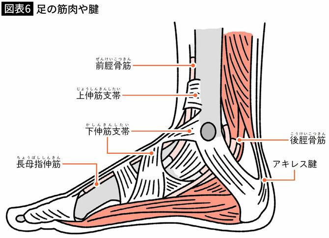 【図表6】足の筋肉や腱