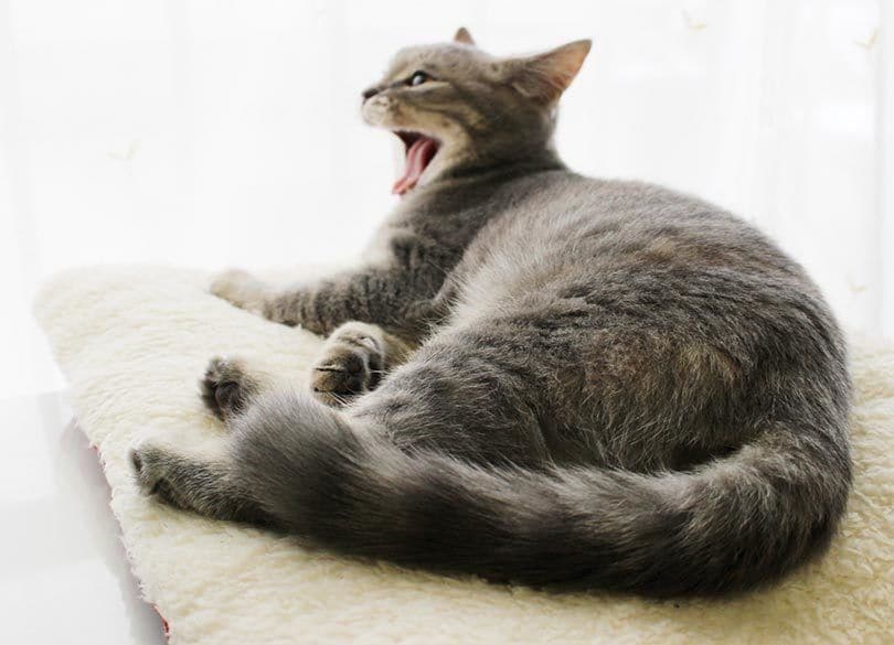 眠たすぎる話を眠らずに聞くには？ 目覚めを促す簡単な方法