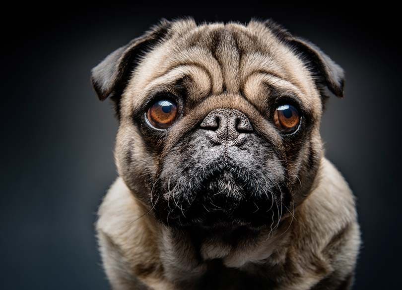 介護ヘルパーは犬猫の糞尿を掃除しない カネがなければ、諦めるしかない