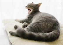 眠たすぎる話を眠らずに聞くには？