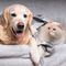 9割の人が間違う｢猫好きの人に犬の魅力を伝える方法｣