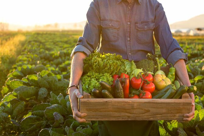 箱にいっぱいの新鮮な野菜を運んでいる農家