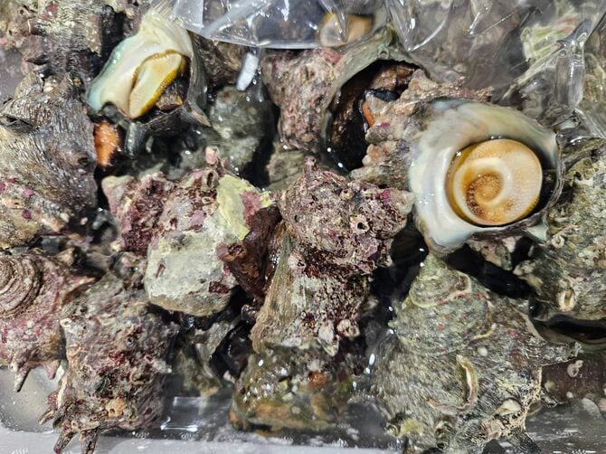 密漁者に狙われることも多いサザエ。市場では高値で取引される