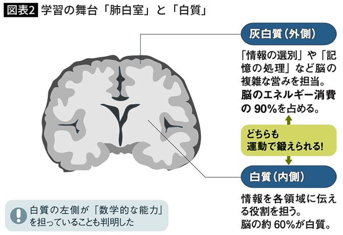 学習の舞台「肺白室」と「白質」 