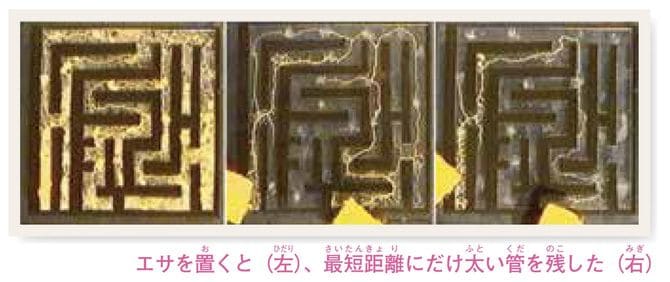 モジホコリが迷路の中に太い管だけを残していく様子