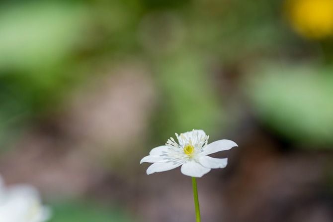 春の畑に咲くきれいな白い花