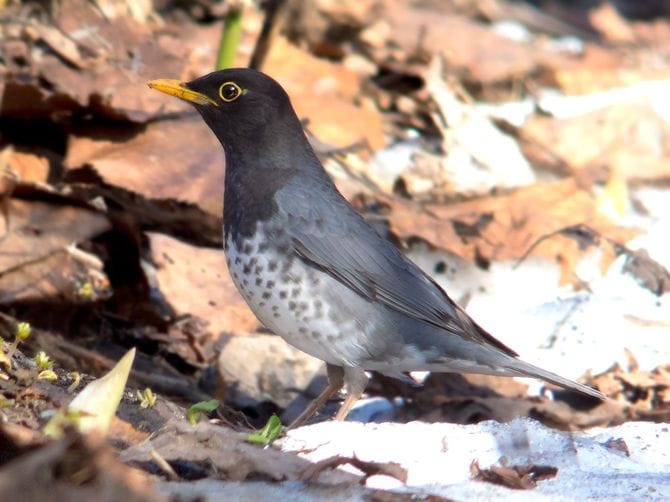 北海道で撮影されたクロツグミ、2014年