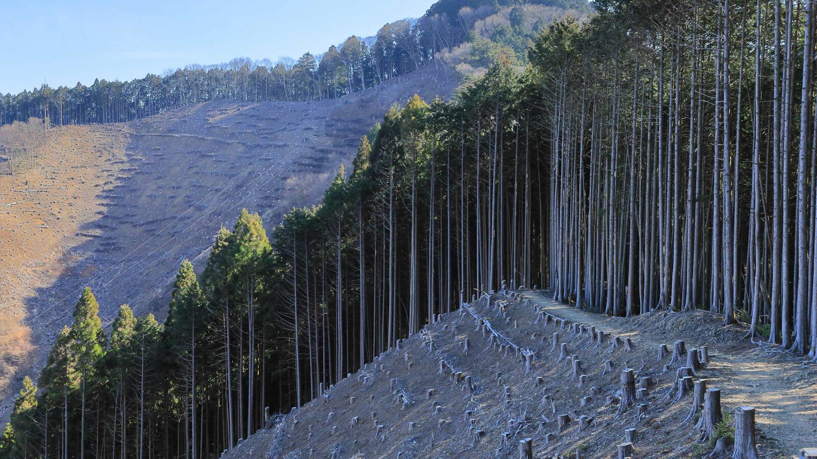 なぜ｢ハゲ山｣を増やすことに､血税を浪費するのか…林野庁の｢国産木材振興政策｣は根本的に間違っている いま｢木材自給率｣を高める必要はない