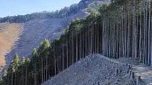 なぜ｢ハゲ山｣を増やすことに､血税を浪費するのか…林野庁の｢国産木材振興政策｣は根本的に間違っている