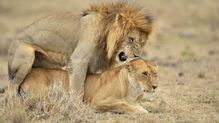 メスの欲求に応えられないと追放…ライオンのオスは交尾の拒否権がなくメスたちと1日50回も試練を繰り返す