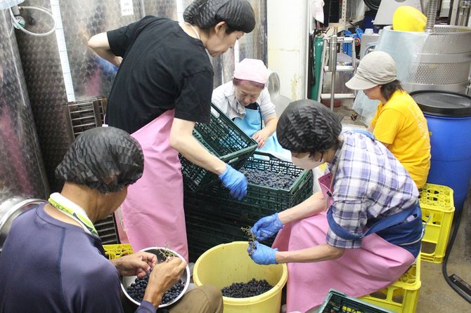 越後屋さんとボランティアで赤ワインの醸造作業中