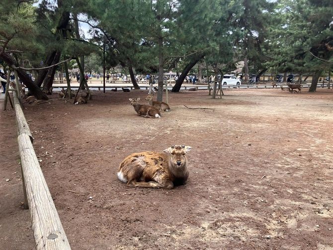 かつては夜は春日山山麓で眠り、朝になると春日大社周辺でシバやドングリを食べていた